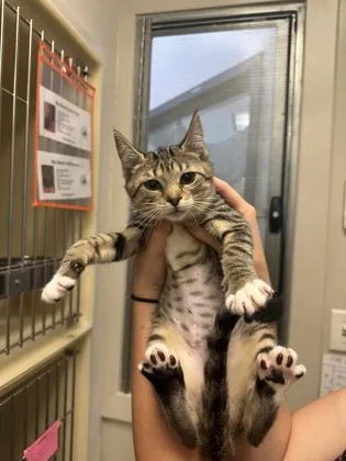 A baby small-sized male Domestic Short Hair cat named Microwave for adoption in King William, VA