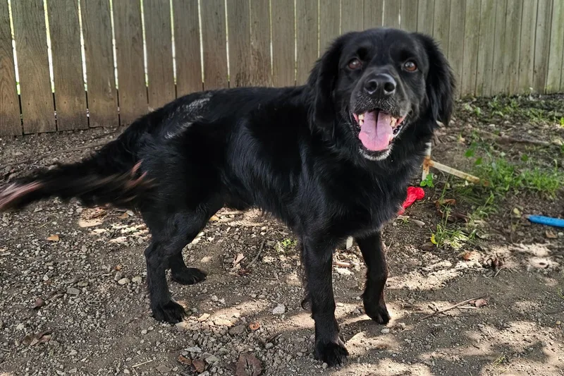 An adult medium-sized male Black Golden Retriever dog named Jasper for adoption in Lexington, KY