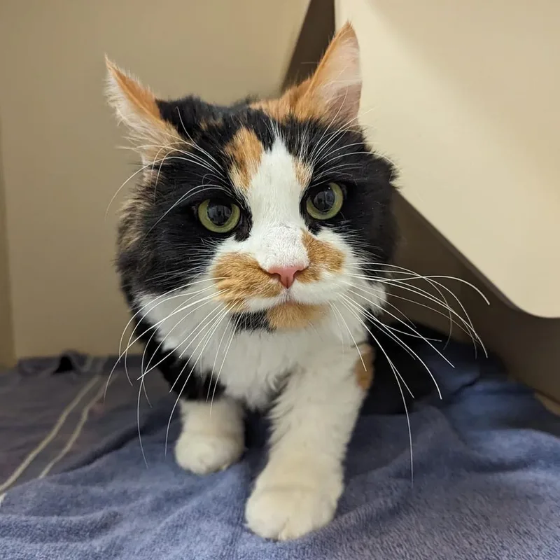 A senior large-sized female Black Domestic Short Hair cat named Miracle for adoption in Waynesboro, PA