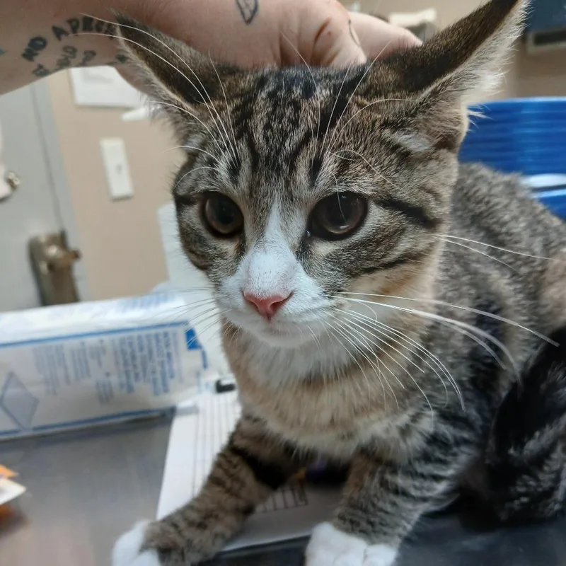 A baby small-sized female Gray / Blue / Silver American Shorthair cat named Guinevere for adoption in Blue Ridge, GA