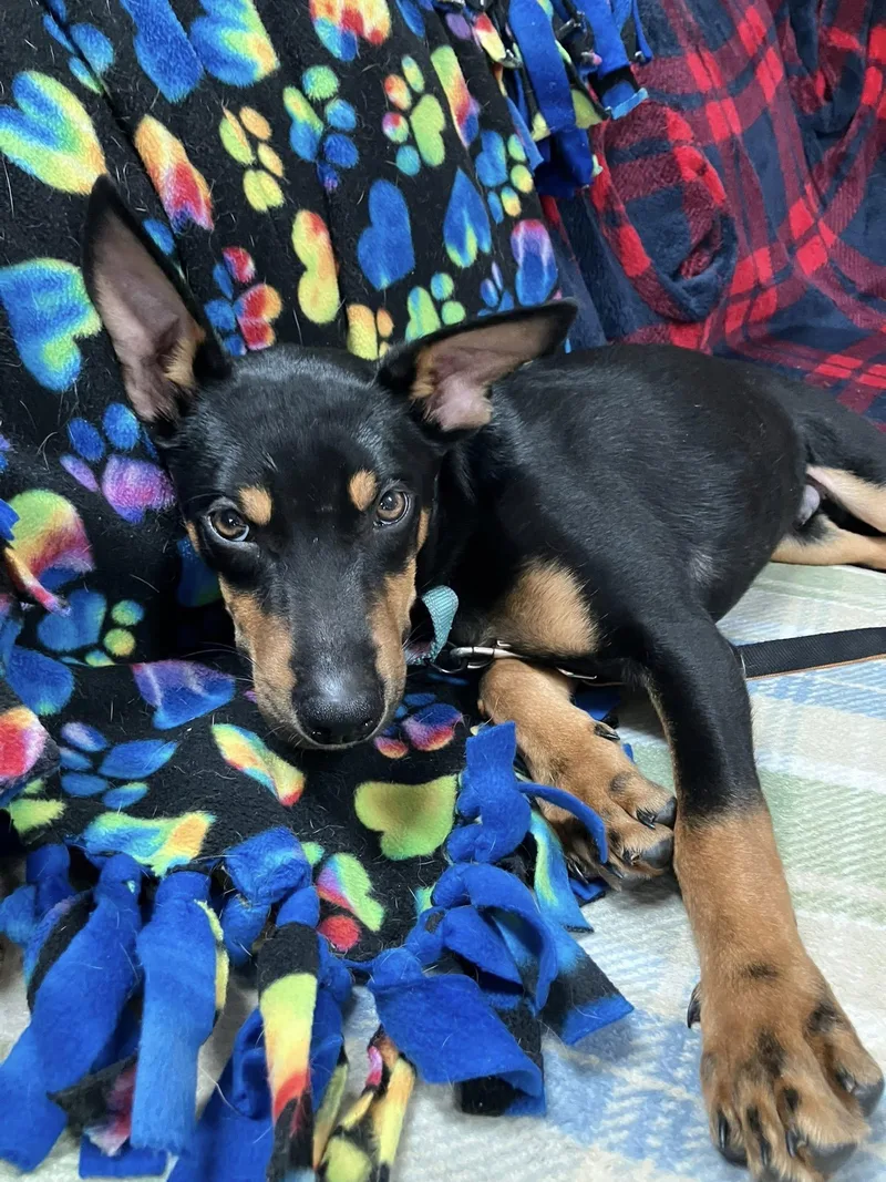A young medium-sized male Doberman Pinscher dog named Simba for adoption in Breinigsville, PA
