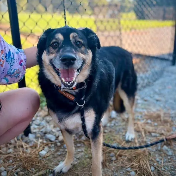 An adult large-sized female German Shepherd Dog named Roza Marie for adoption in Greensburg, IN