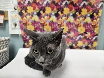 An adult small-sized female Domestic Short Hair cat named Ashy for adoption in Maumee, OH
