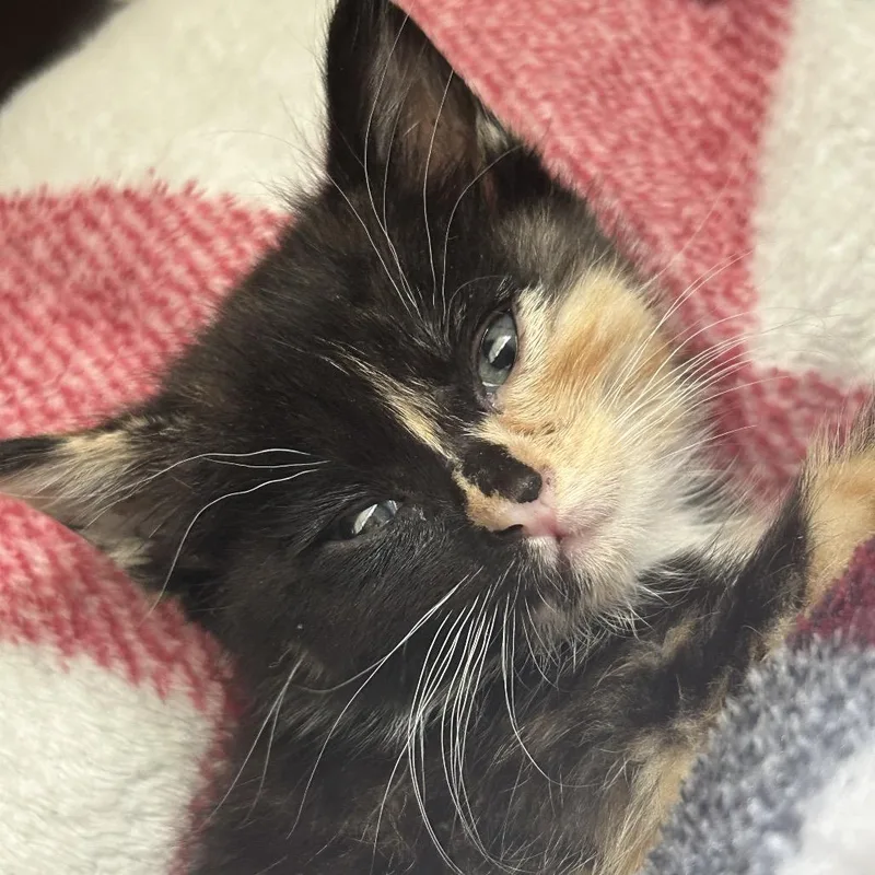 A baby small-sized female Domestic Short Hair cat named Zonty for adoption in Los Angeles, CA