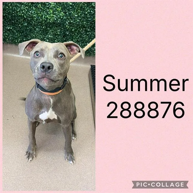 A young medium-sized female Mixed Breed dog named Summer for adoption in Macon, GA