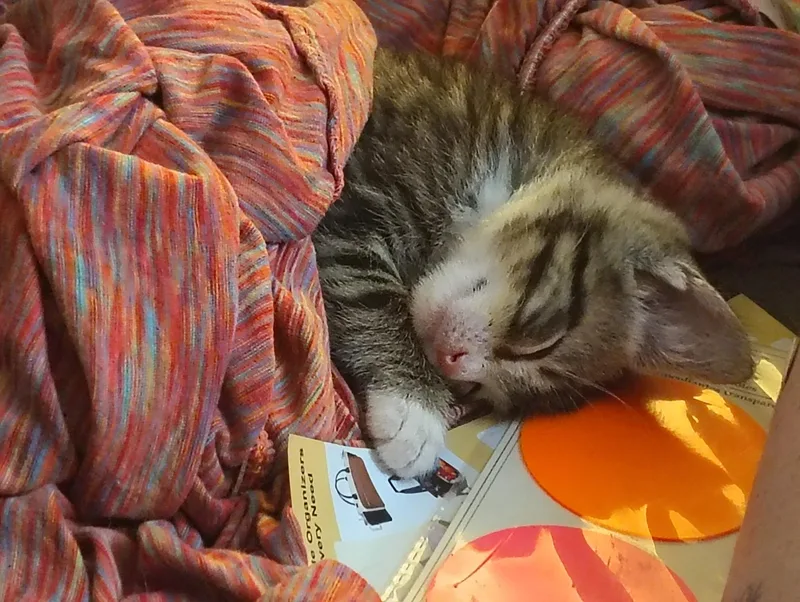 A baby medium-sized male Tabby (Brown / Chocolate) Domestic Short Hair cat named Hercules for adoption in Lemont, IL