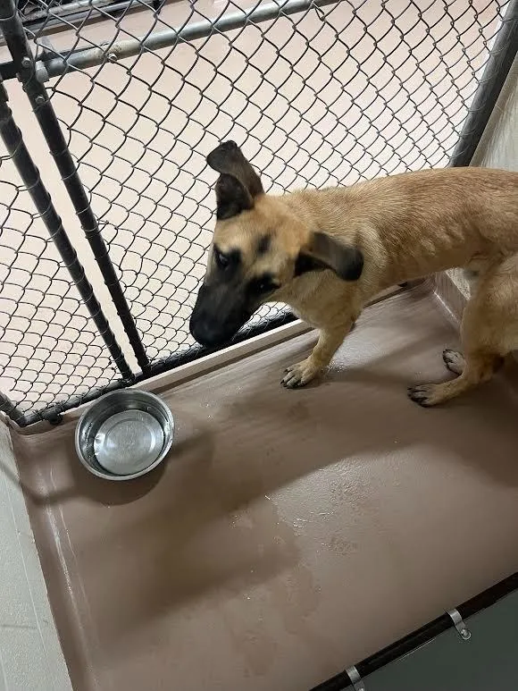 A young large-sized male German Shepherd Dog dog named Blondie for adoption in Nacogdoches, TX