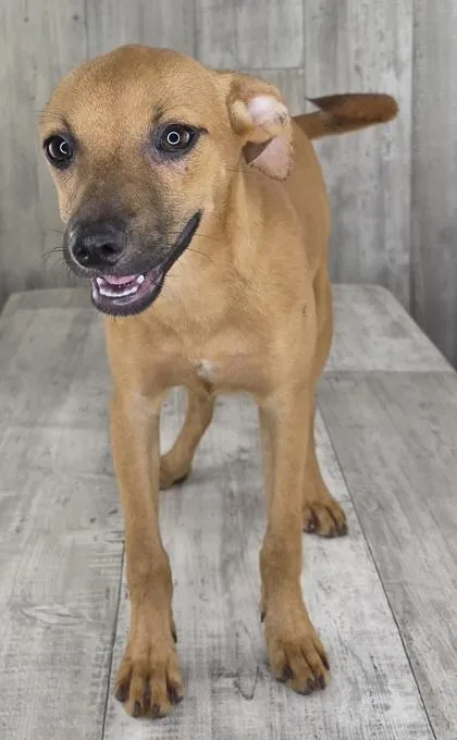 An adult small-sized female Rat Terrier dog named Chanel for adoption in Shreveport, LA