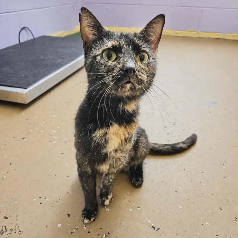 An adult medium-sized female Black Domestic Short Hair cat named Spaghetti for adoption in Newport, TN