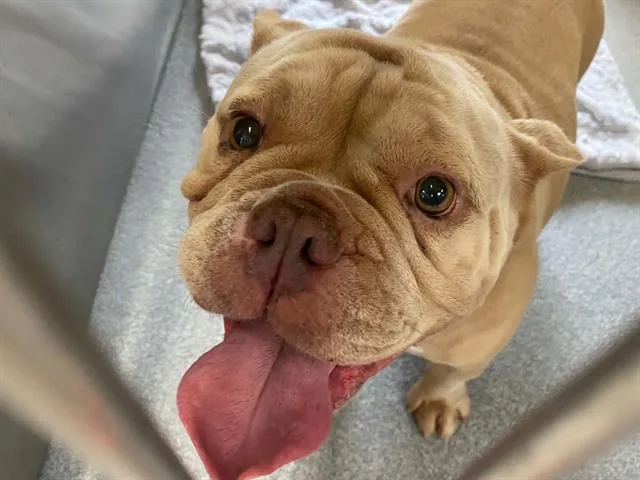 An adult medium-sized female French Bulldog dog named Aimee for adoption in Tustin, CA