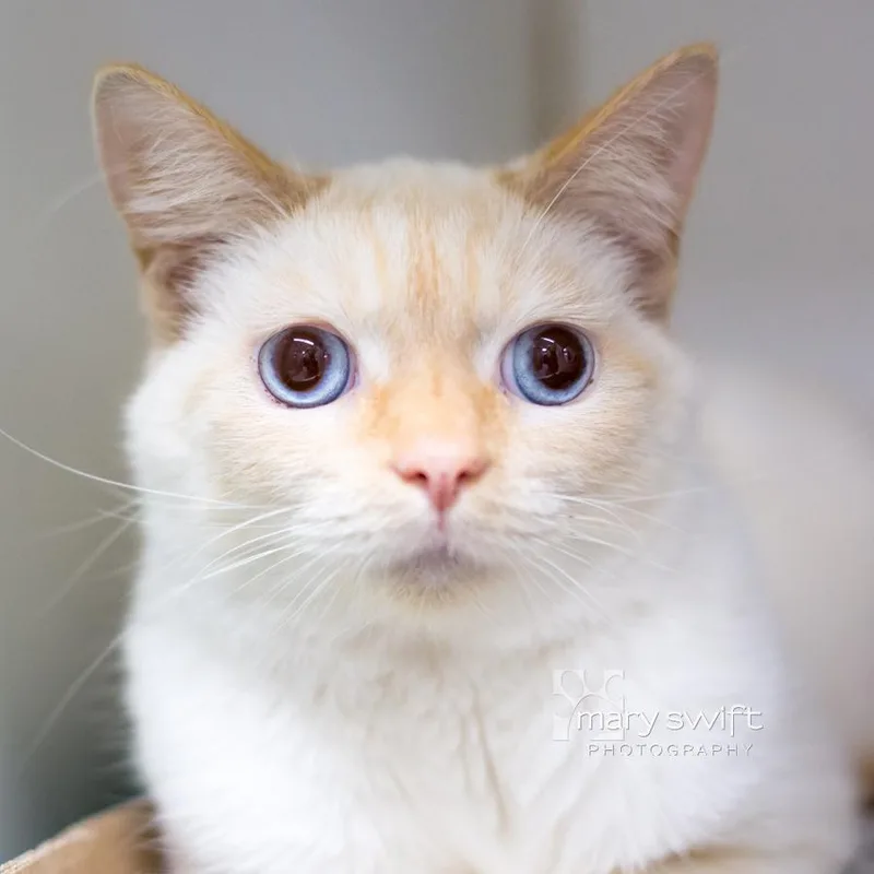 An adult large-sized male Buff & White Domestic Short Hair cat named Pigeon for adoption in Reisterstown, MD