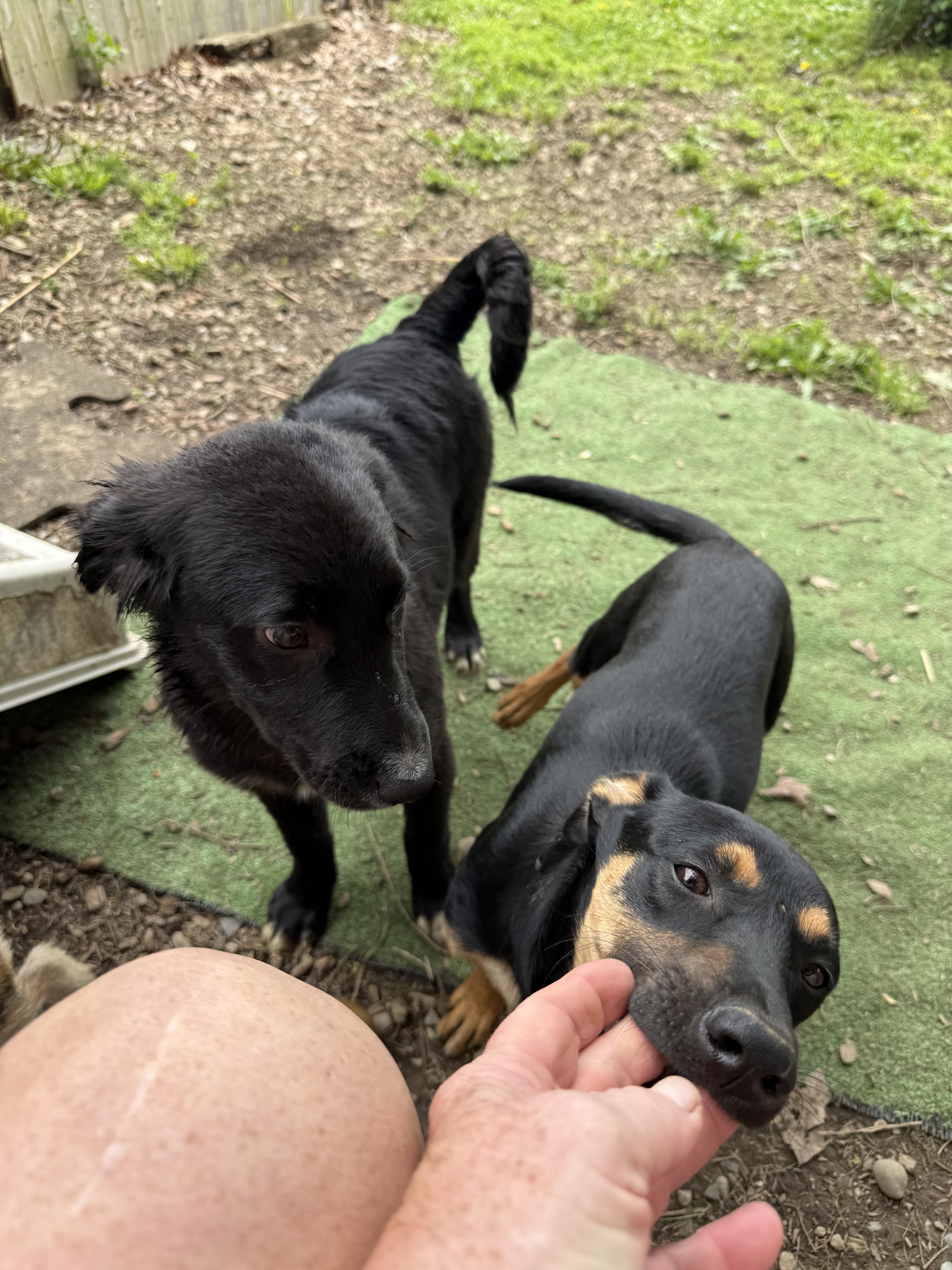 An adult small-sized male Dachshund dog named Ringo for adoption in Pleasant Valley, NY