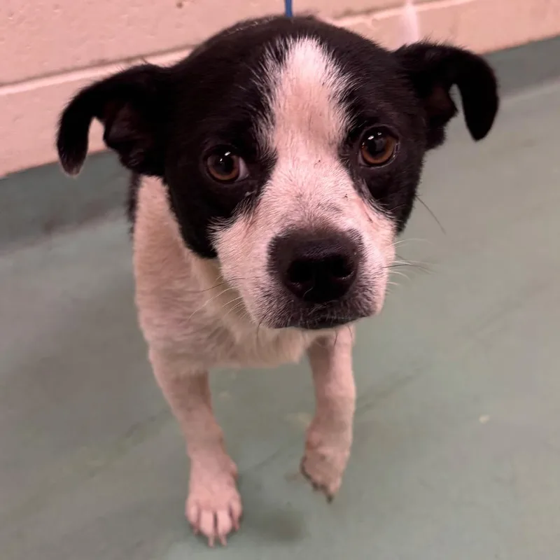 An adult small-sized male Black Mixed Breed dog named Nud for adoption in Memphis, TN