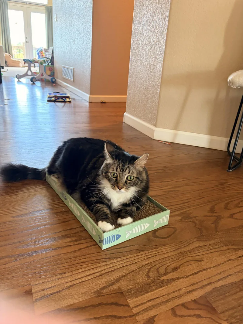 An adult medium-sized male Domestic Short Hair cat named Simba for adoption in Fort Collins, CO