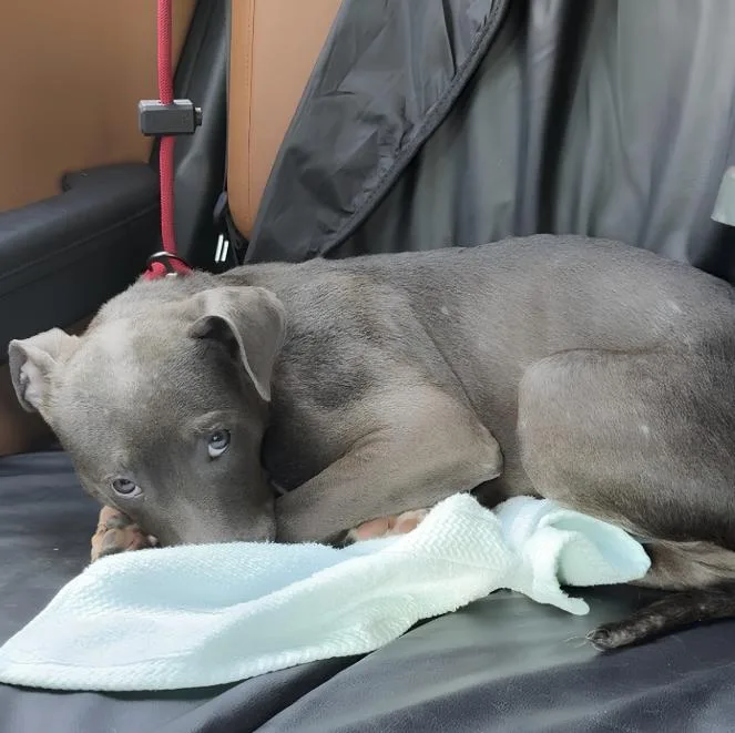 A young medium-sized female Bicolor Pit Bull Terrier dog named Anara for adoption in Naperville, IL