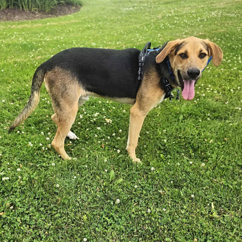 A young large-sized male Shepherd dog named Dak for adoption in Itasca, IL