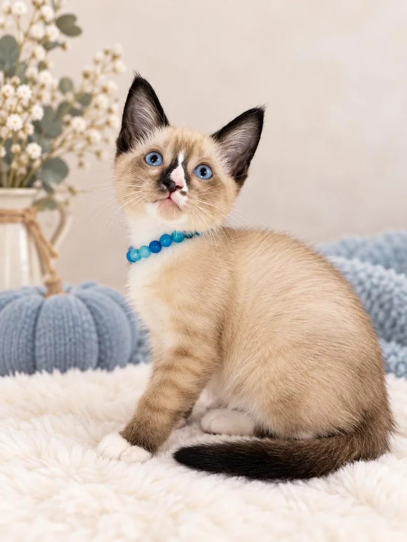 A baby medium-sized male Snowshoe cat named Dumpling for adoption in Tavares, FL