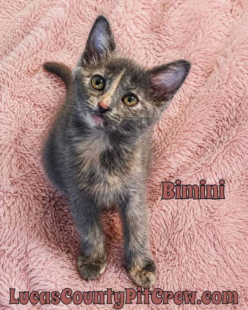 A baby medium-sized female Dilute Tortoiseshell cat named Bimini for adoption in Toledo, OH
