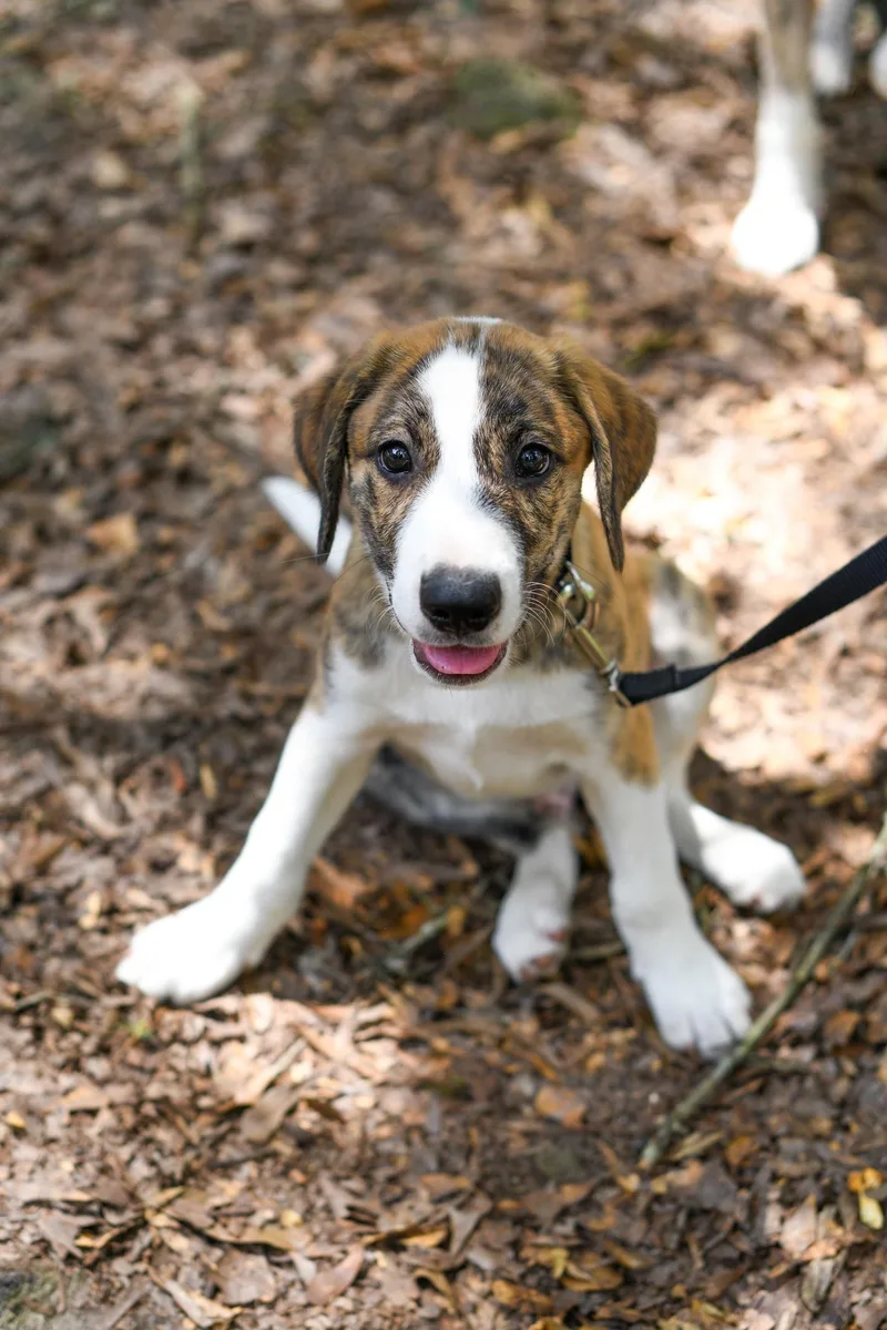 A baby medium-sized male Brindle Mixed Breed dog named Donny for adoption in BONIFAY, FL