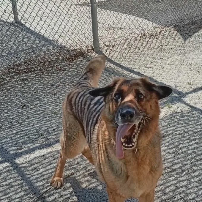 A senior large-sized female Brown / Chocolate German Shepherd Dog named Dianna for adoption in Windsor, VA