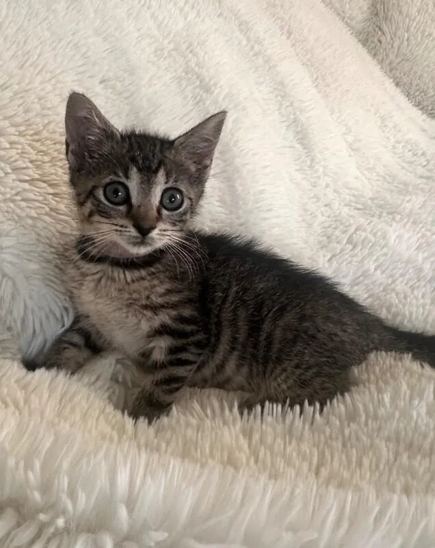 A young medium-sized female Black Domestic Short Hair cat named Lavender for adoption in North Babylon, NY