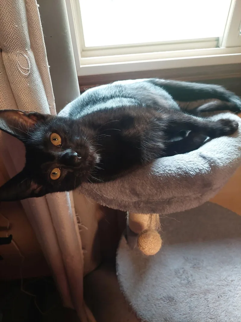 A baby medium-sized female Black Domestic Short Hair cat named Binx for adoption in Menasha, WI