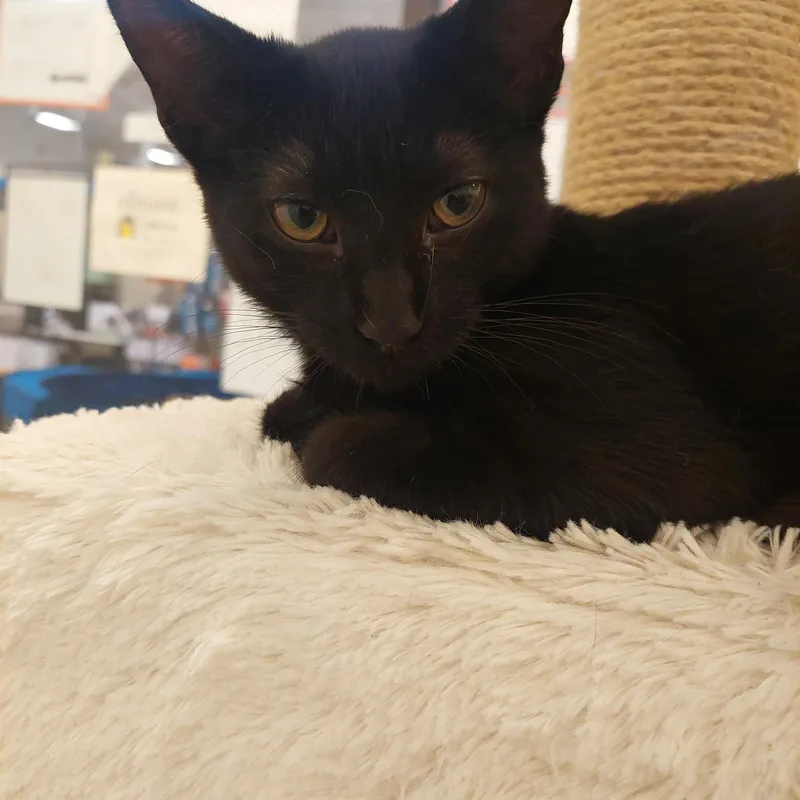 Binx thumbnail 2