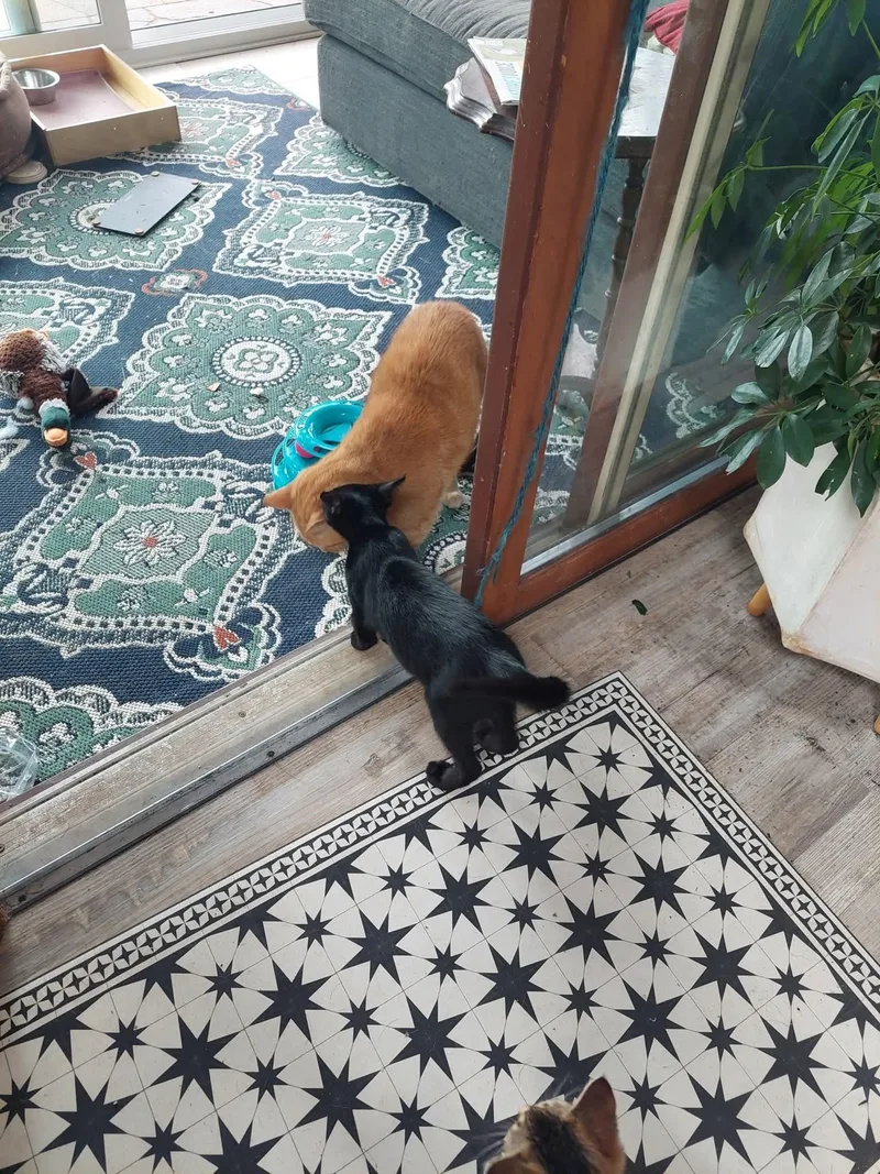 Binx thumbnail 3