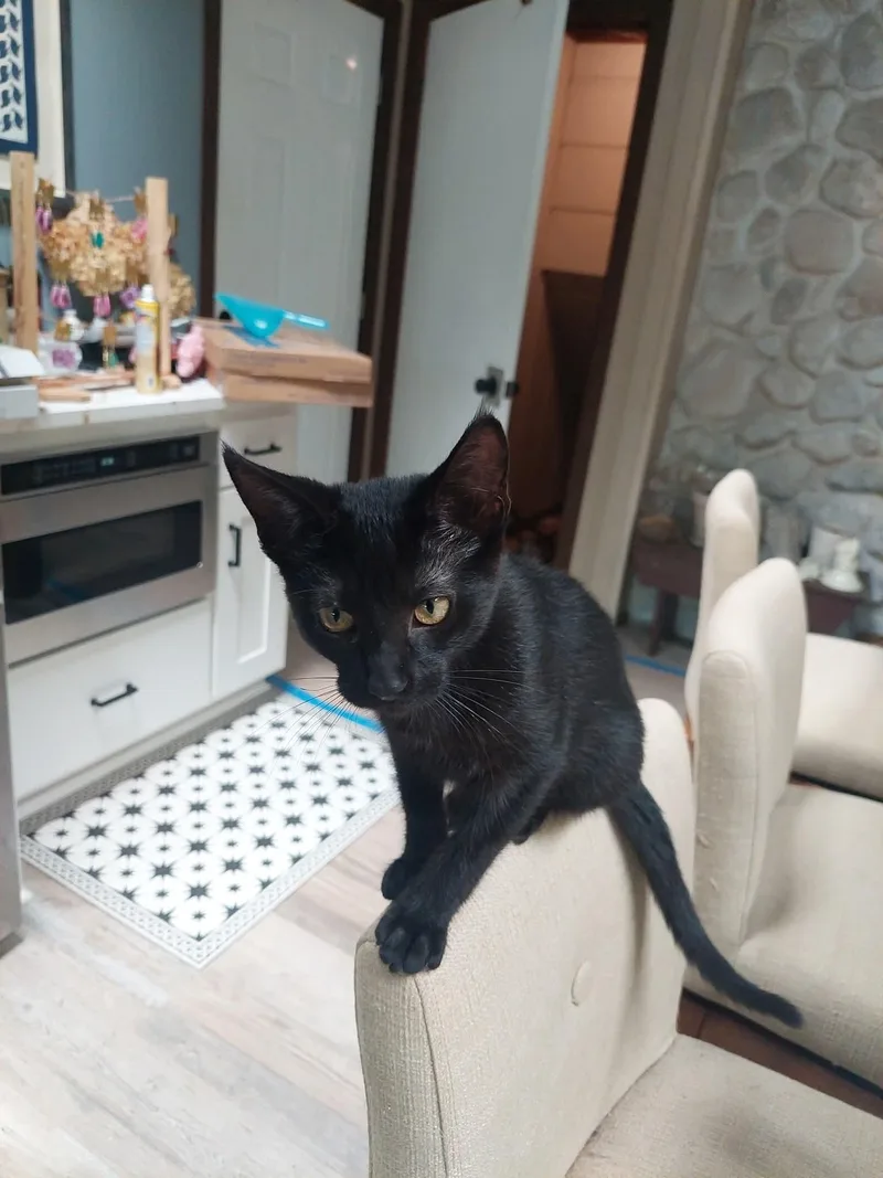 Binx thumbnail 4