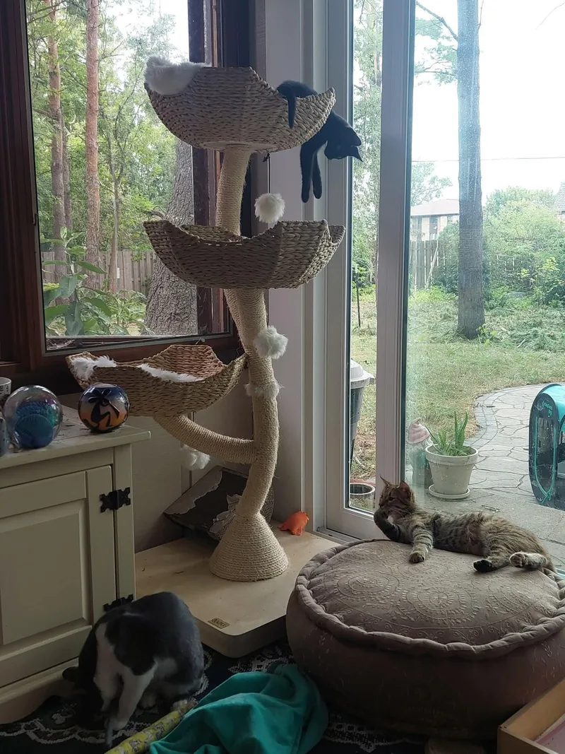 Binx thumbnail 5