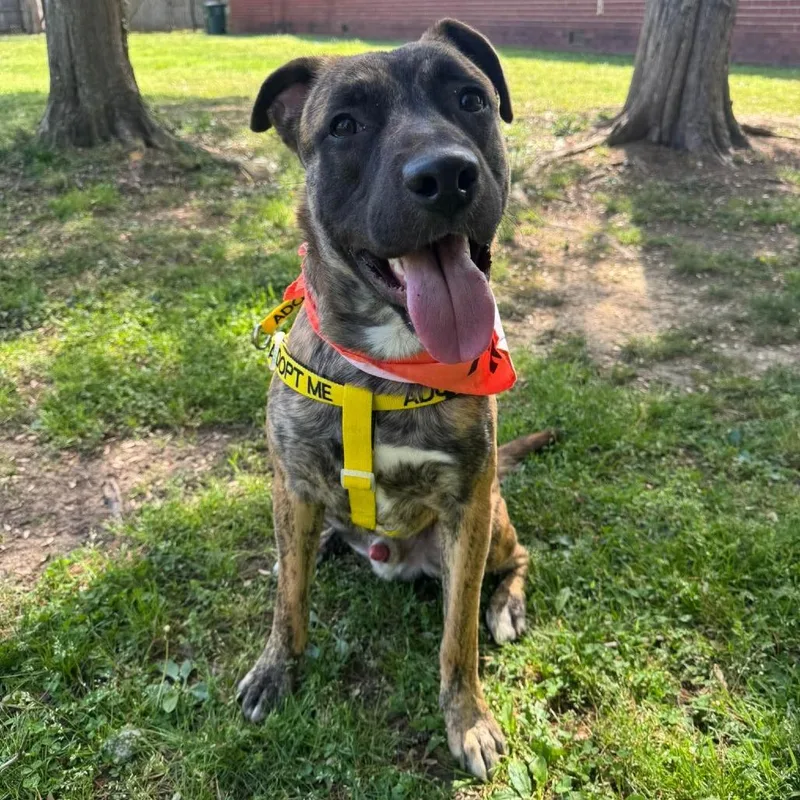 An adult medium-sized male Brindle Pit Bull Terrier dog named Gibson for adoption in Greensboro, NC
