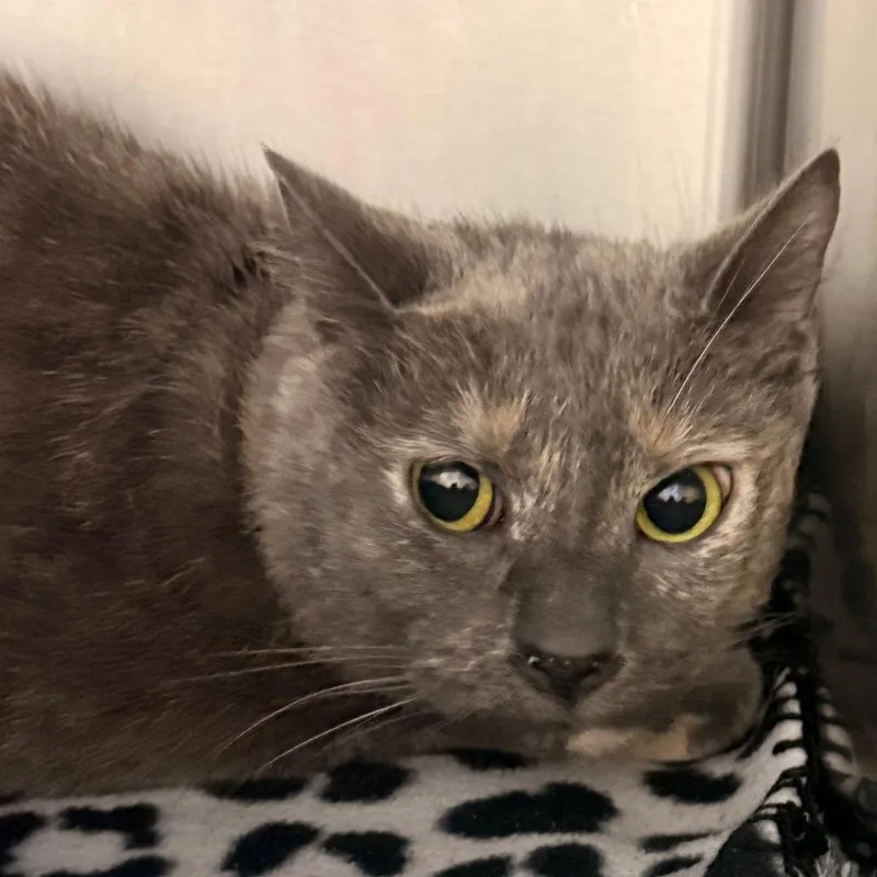 Daenerys thumbnail 2