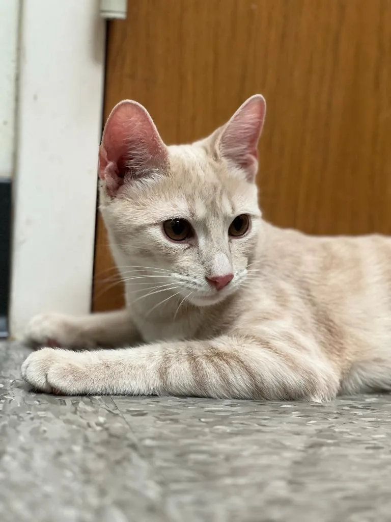 A baby medium-sized male Domestic Short Hair cat named Beatle for adoption in Chillicothe, OH