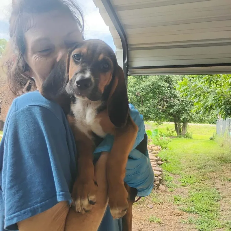 A baby small-sized female Red / Chestnut / Orange Beagle dog named Daisy for adoption in Dover, AR