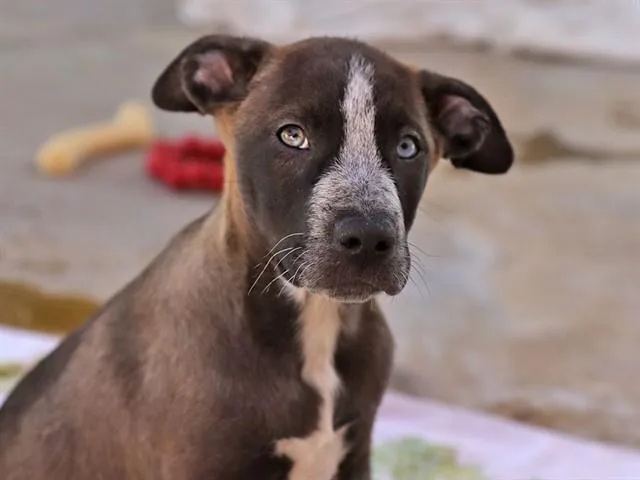 A baby small-sized male Pit Bull Terrier dog named Laurel for adoption in Ojai, CA