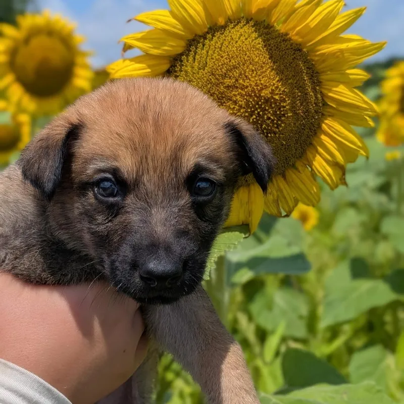 A baby large-sized female Black German Shepherd Dog dog named Scout for adoption in Spring hill, TN