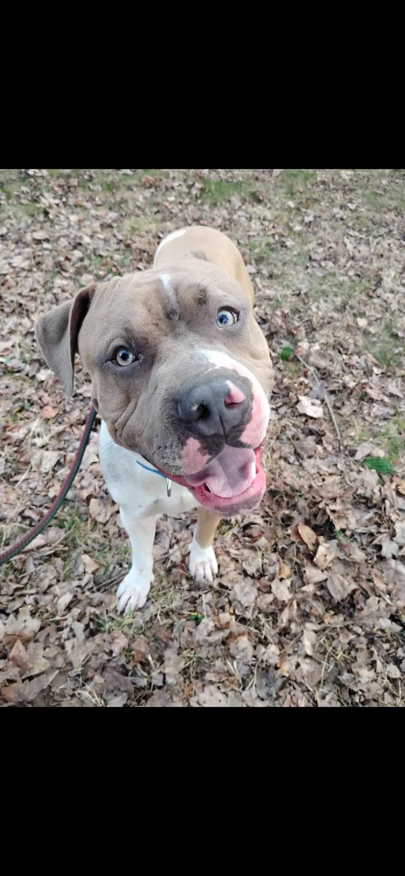 A young large-sized male Pit Bull Terrier dog named Big Mac for adoption in Greensburg, PA