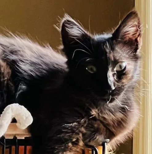 Maya