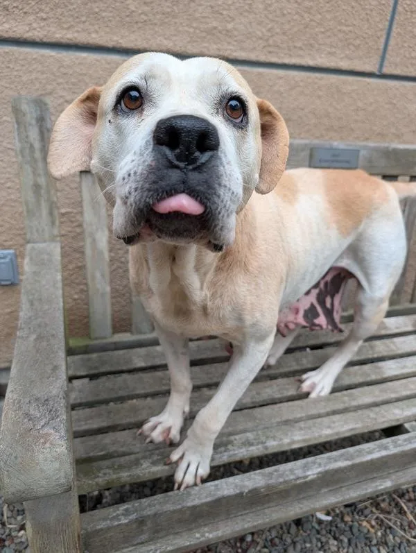 An adult medium-sized female Pit Bull Terrier dog named Darla for adoption in Santa Rosa, CA