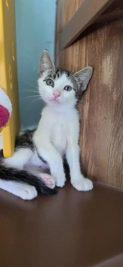 A baby small-sized male Domestic Short Hair cat named Chan for adoption in Honolulu, HI