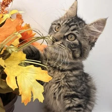 A baby medium-sized male Domestic Long Hair cat named Ranch for adoption in Springfield, MO