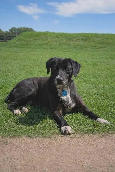 An adult large-sized female Black Labrador Retriever dog named Madeline for adoption in Commerce City, CO