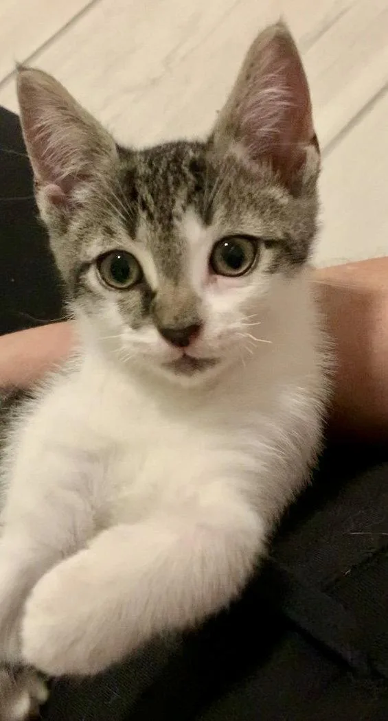 A baby medium-sized female Domestic Short Hair cat named Fenway for adoption in Wesley Chapel, FL