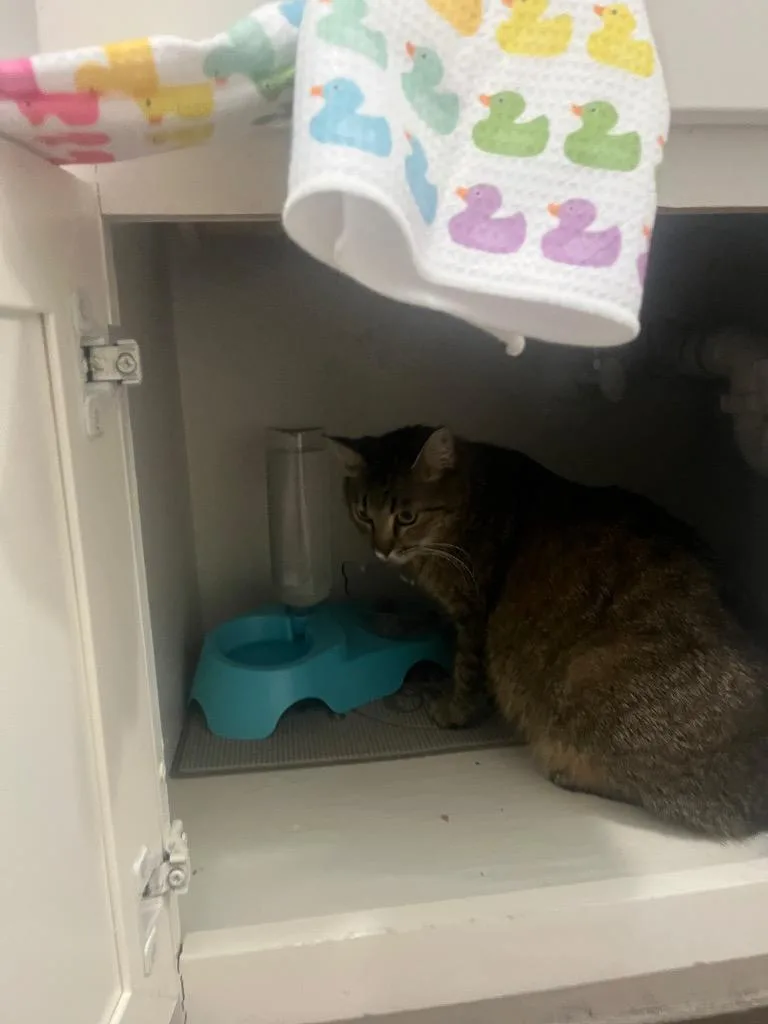 A young medium-sized female Domestic Short Hair cat named Cleo for adoption in Spring, TX