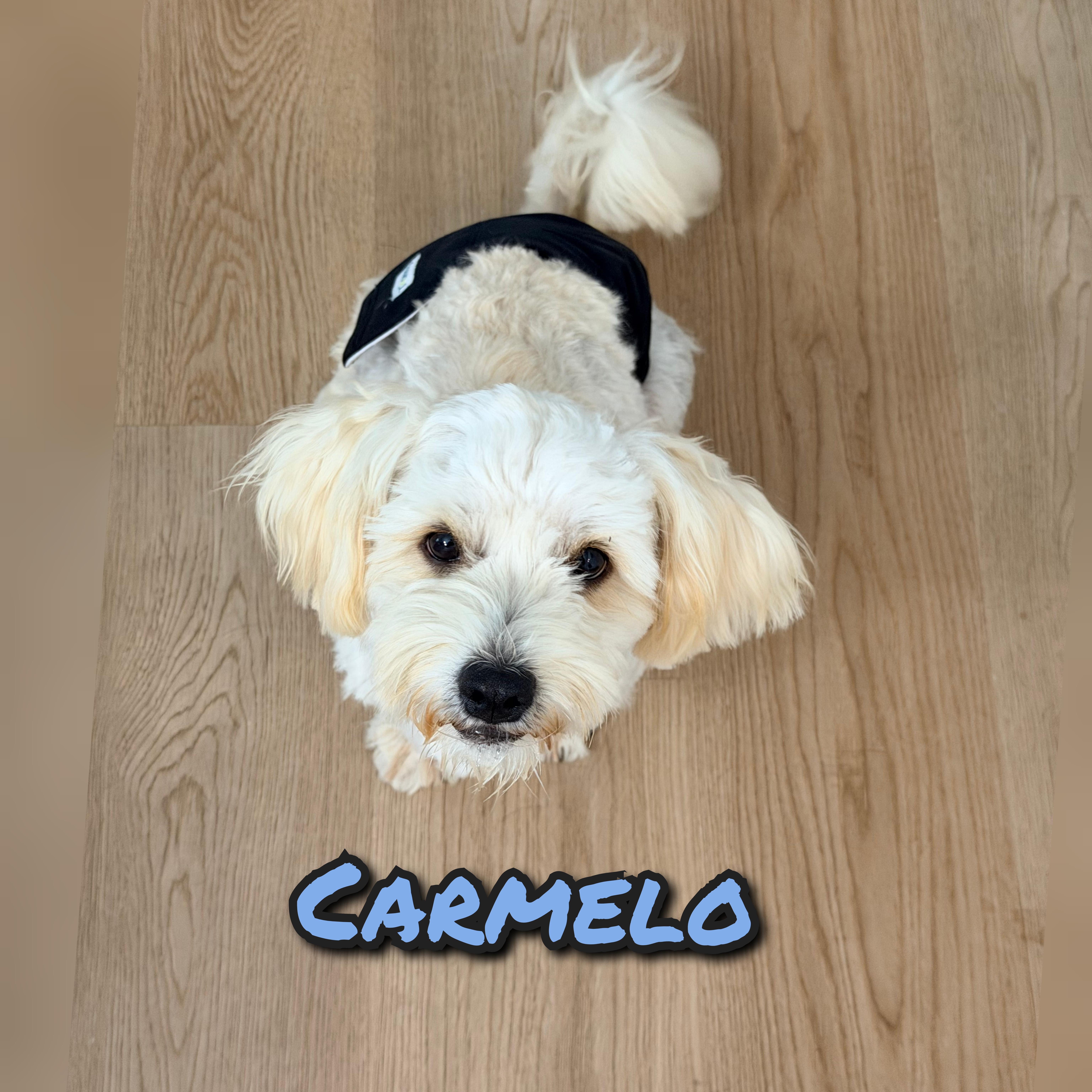 A young small-sized male Miniature Poodle dog named Carmelo for adoption in Bastrop, TX