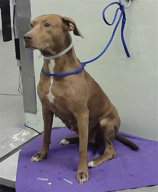 A young medium-sized female Labrador Retriever dog named Jazz for adoption in Houston, TX
