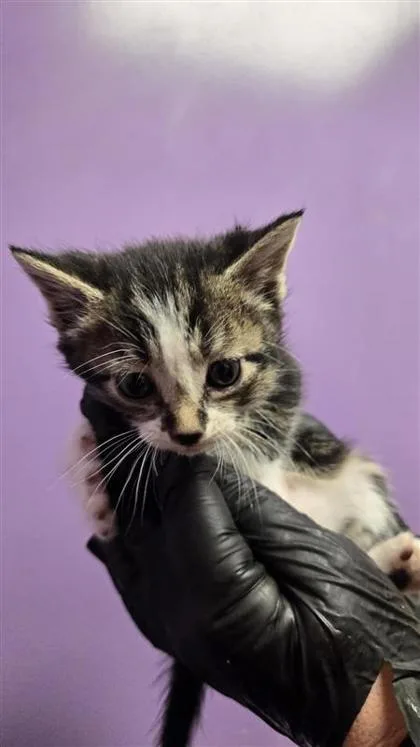 A baby small-sized female Black Domestic Medium Hair cat named 60779073 for adoption in El Paso, TX