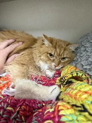 An adult medium-sized female Domestic Long Hair cat named Nala Simba bonded for adoption in East Brookfield, MA