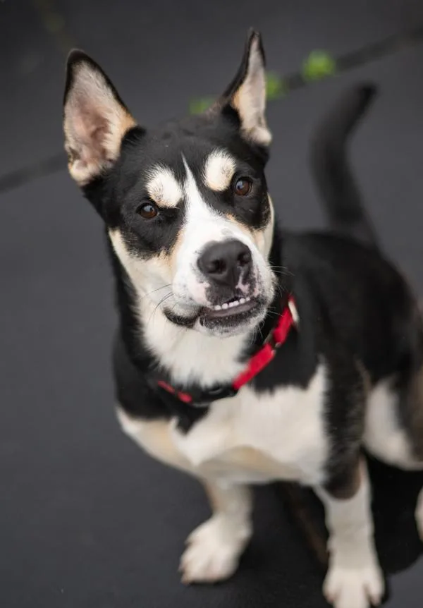 A young large-sized male Siberian Husky dog named Patrick for adoption in Stratham, NH