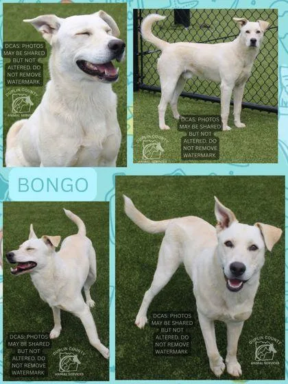 An adult large-sized male Retriever dog named Bongo for adoption in Kenansville, NC